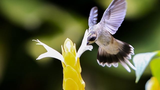 SERIE GRu00c1FICA 6 DE 7. BOG06. BUCARAMANGA (COLOMBIA), 20/09/2016.- Un colibru00ed (trochilinae) vuela sobre una flor, el jueves 15 de septiembre de 2016, en un jardu00edn de Bucaramanga (Colombia). EFE/Ricardo Maldonado Rozo BUCARAMANGA COLOMBIA pajaros en un jar