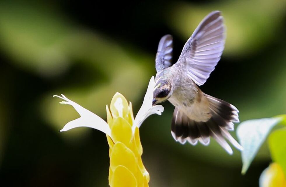 ¿Por qué las aves son buenas para el jardín?