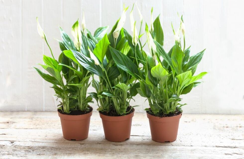 Cuatro plantas para renovar tu jardín