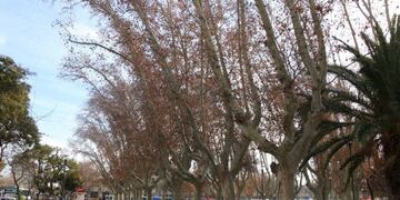 La única buena noticia es que no están afectados por enfermedades graves\u002E