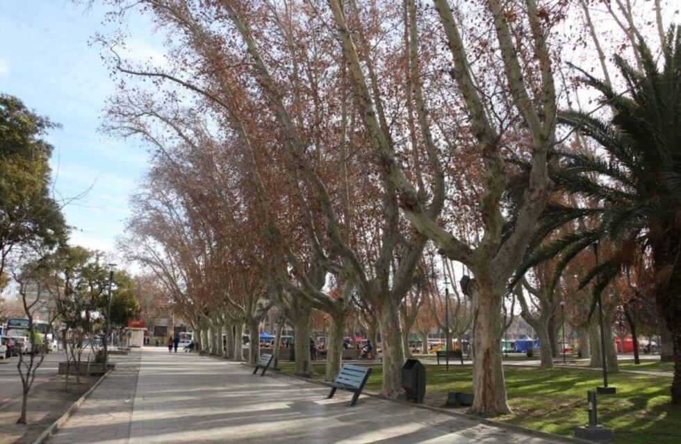 En el centro de San Juan el 70% de los árboles están enfermos
