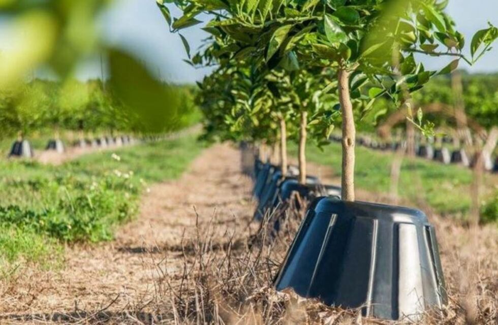 Comienza un Censo de productores de frutales