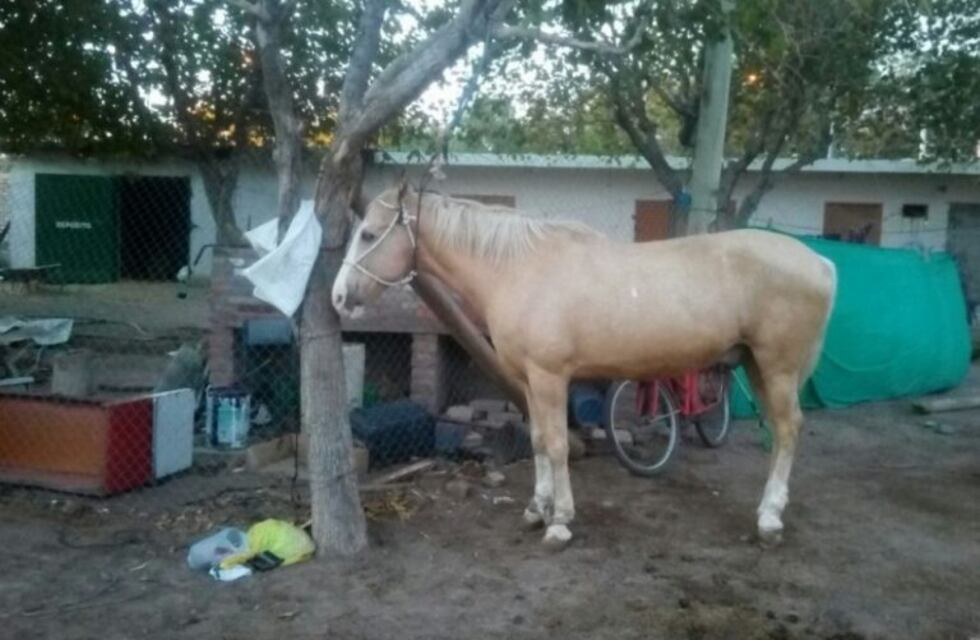 Tres caballos murieron y podría ser por la gripe equina