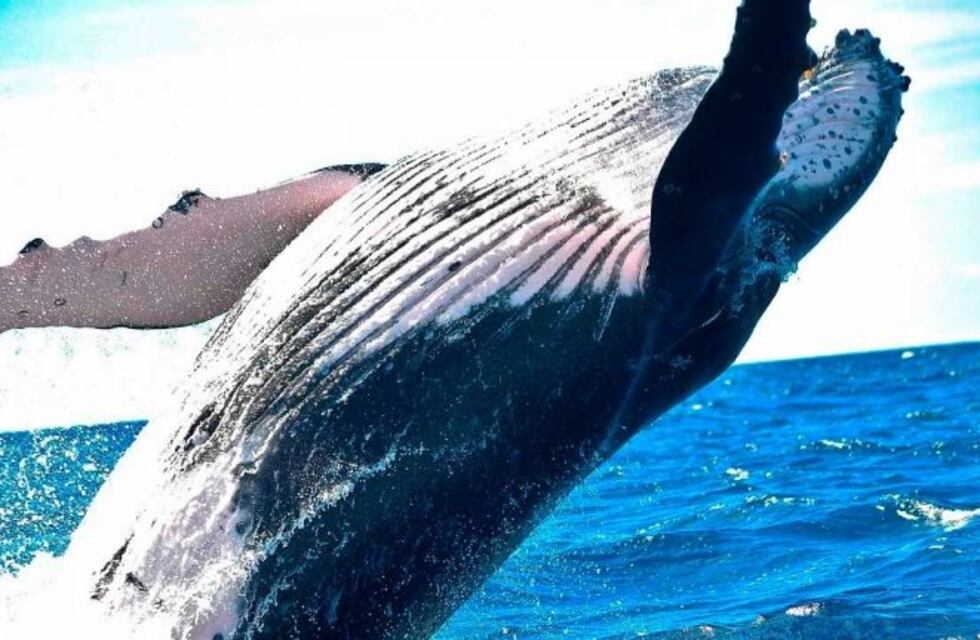 Avistaron una ballena jorobada en el ingreso del puerto bahiense