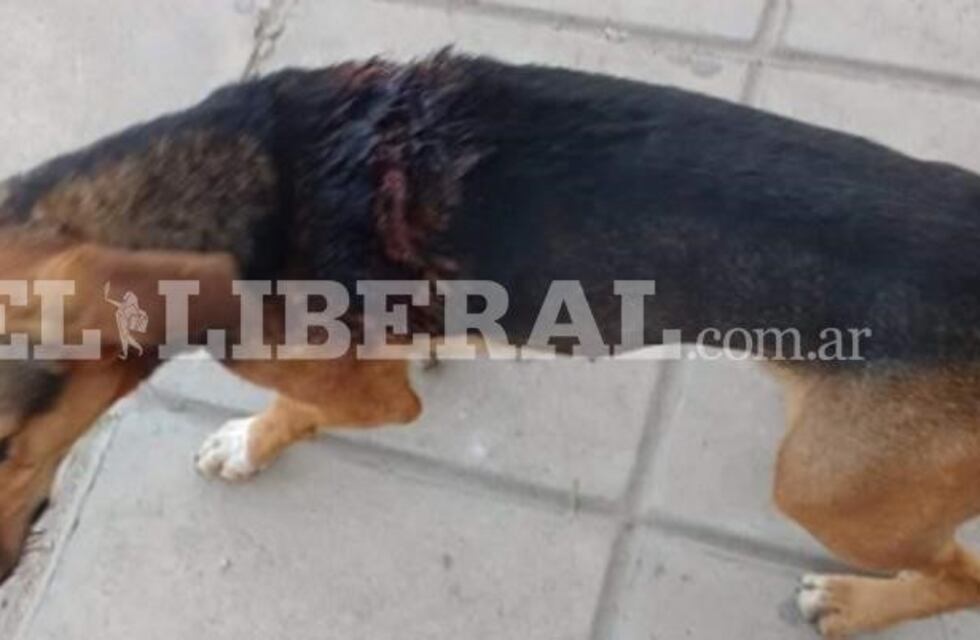 Atacaron a dos perros en Sumampa