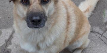 Censo de mascotas en Alta Gracia