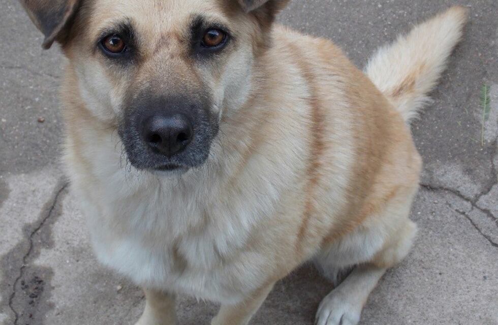 Alta Gracia indentificará a sus mascotas a través de un censo