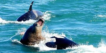 Ataque de orcas a lobo marino\u002E