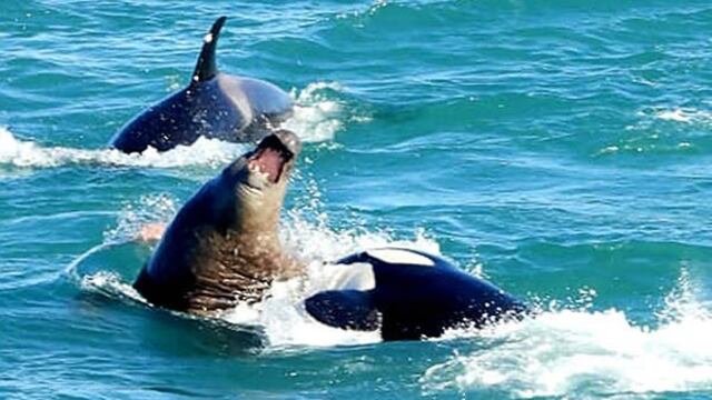 Ataque de orcas a lobo marino\u002E
