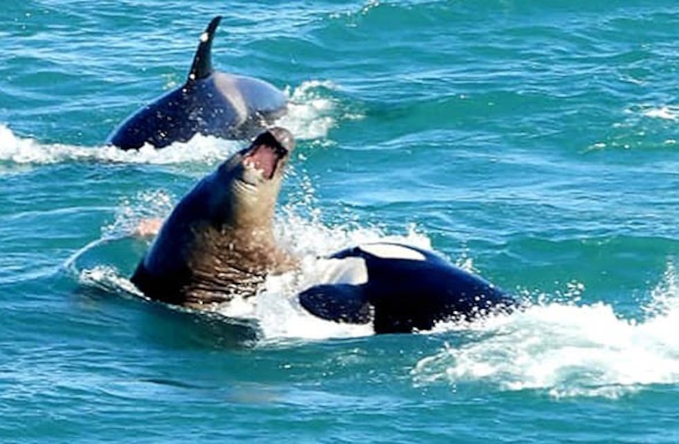 Península Valdés: un guía captó el ataque de dos orcas a un lobo marino