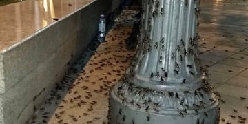 Invasión de grillos en Córdoba