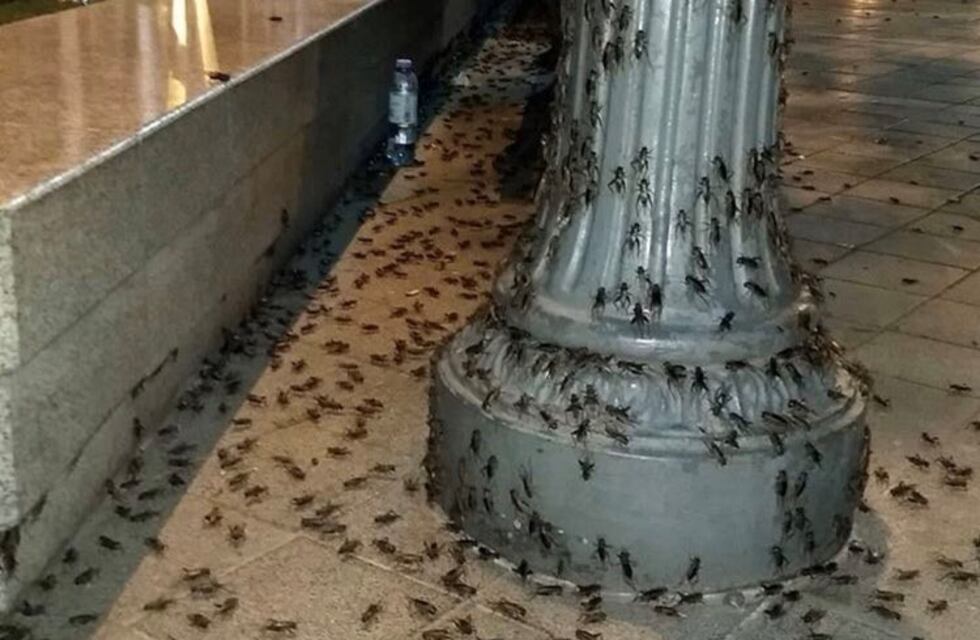 "Invasión" de grillos en Córdoba: por qué y qué recaudos tomar
