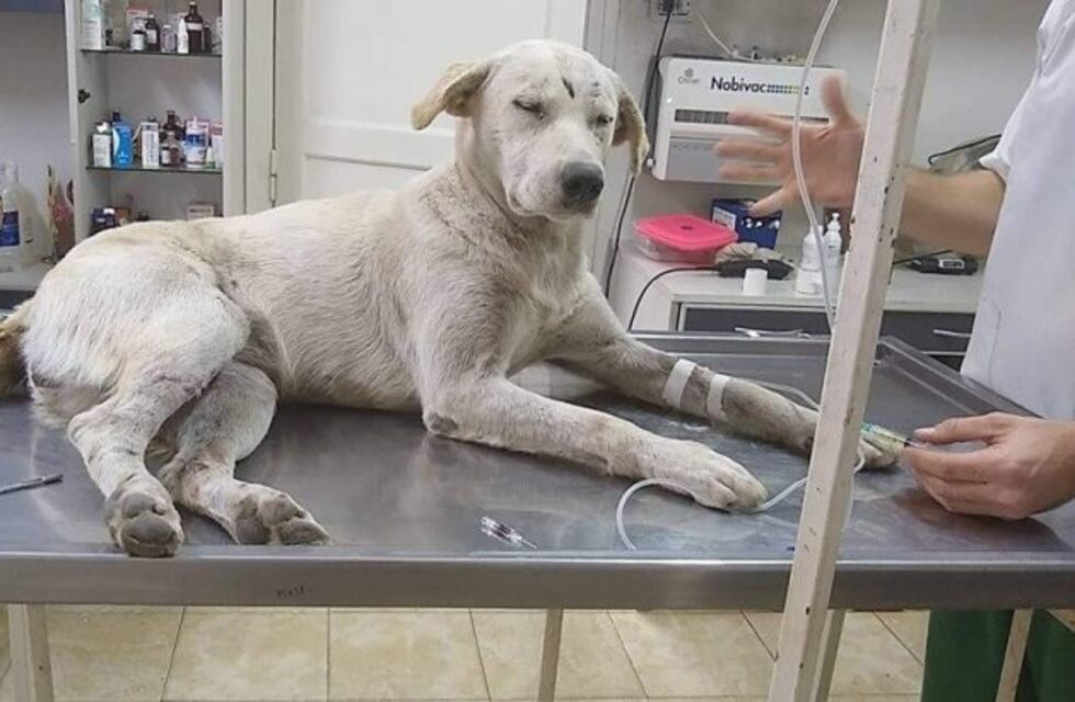 Falleció Apola, la perrita sanjuanina que viajaba en colectivo