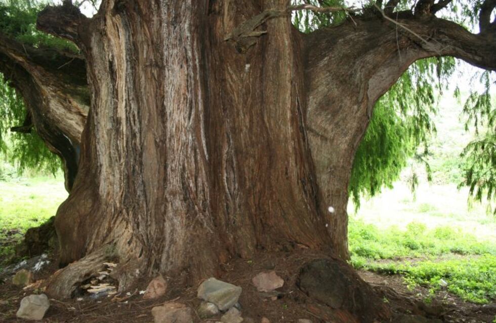 La ciudad de Trancas celebró el Día del Árbol