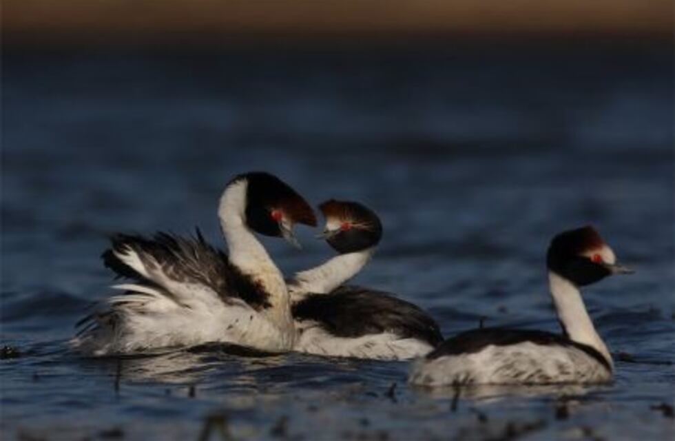 La Secretaría de Ambiente realizó censos de campo junto al Proyecto Macá Tobiano