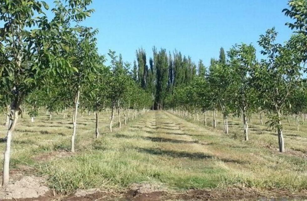 Malestar por el corte del agua  para riego a una escuela técnica agraria en San Rafael