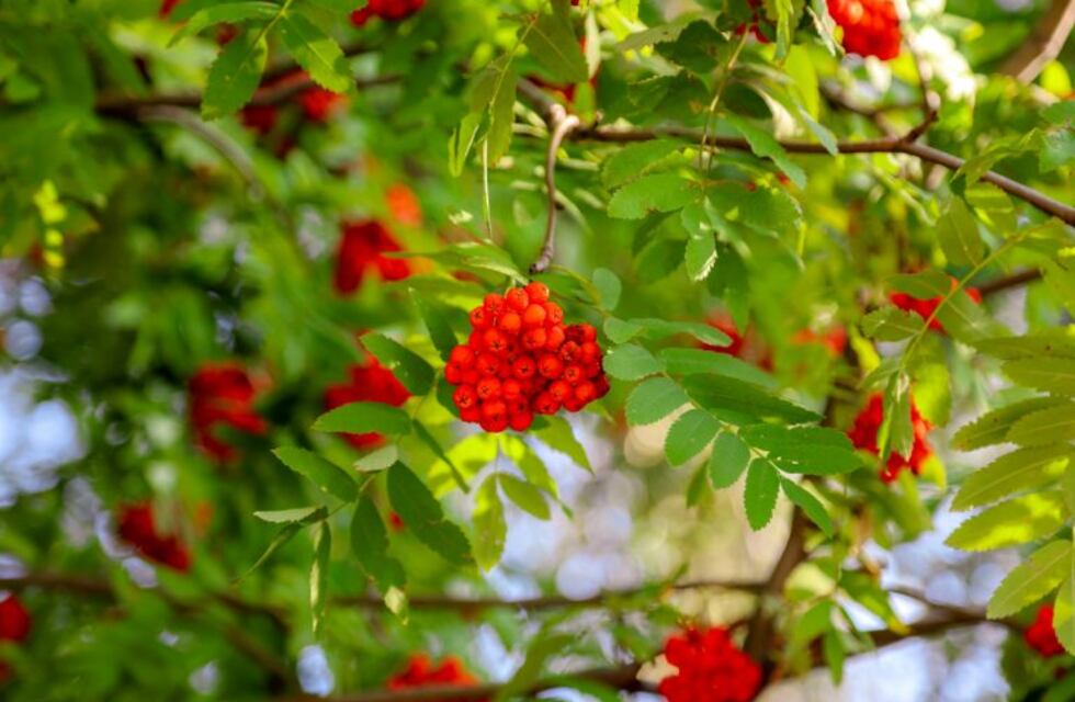 Es momento de reproducir árboles en tu jardín, te contamos cómo hacerlo
