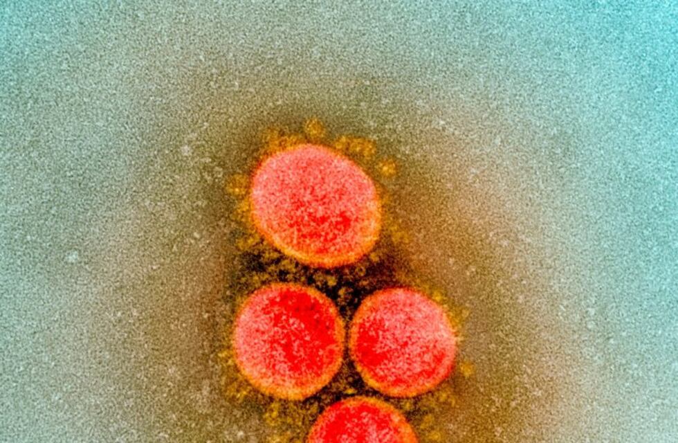 Investigadores fueguinos secuenciaron el genoma del Sars-Cov-2