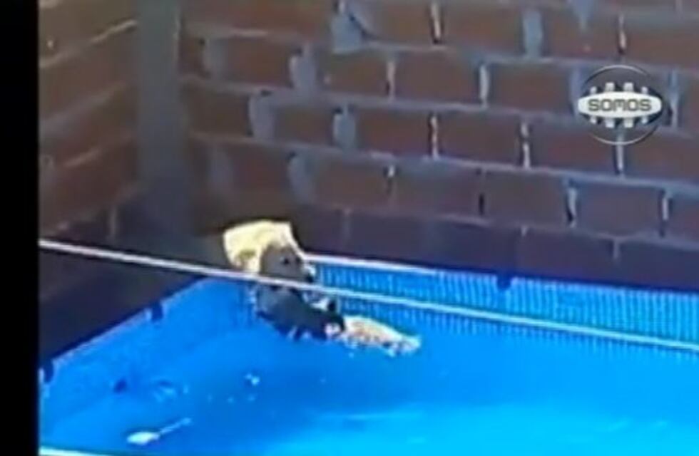 Yago, el perro "rescatista" que se hizo viral