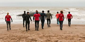 Desde el Aquarium estudiarán lo ocurrido con el cachalote que apareció muerto en Camet Norte (Foto: Twitter @Aquarium_MDP)
