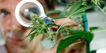 Funciona en Jujuy el primer centro destinado a la elaboración de cannabis medicinal