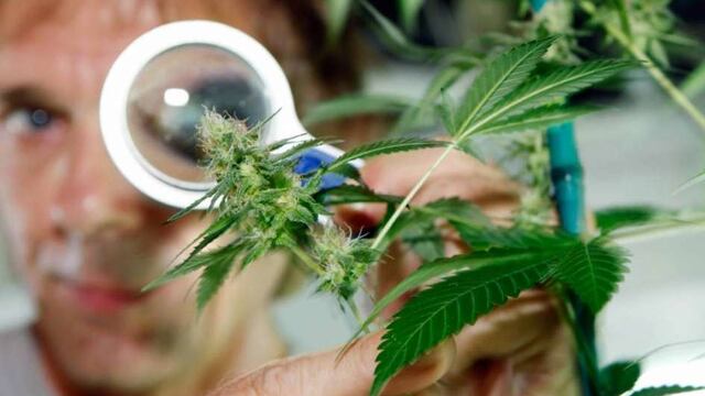 Funciona en Jujuy el primer centro destinado a la elaboración de cannabis medicinal
