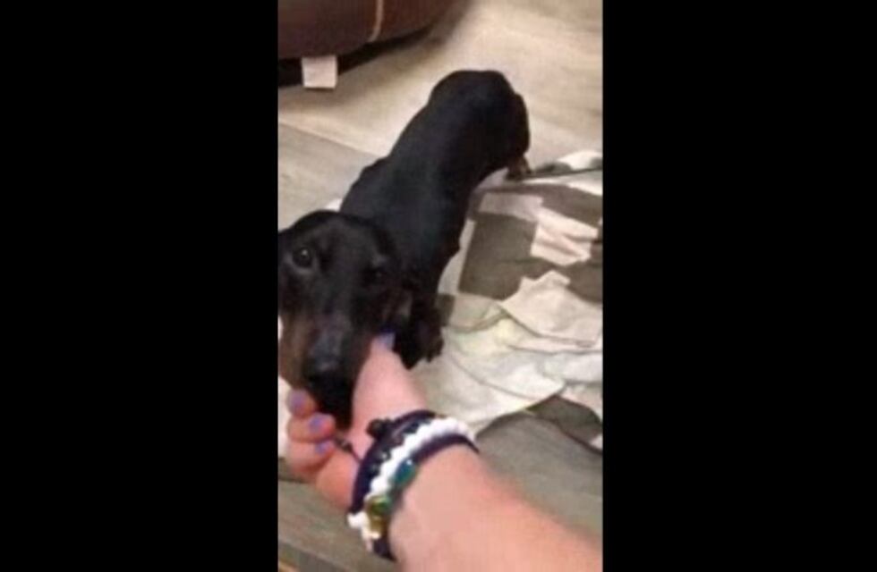 Maltrato animal: ató con cinta a un perro salchicha y lo tiró a una zanja