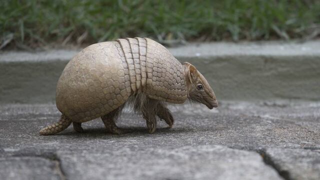 Científicos detectaron un brote de coronavirus en peludos pampeanos.