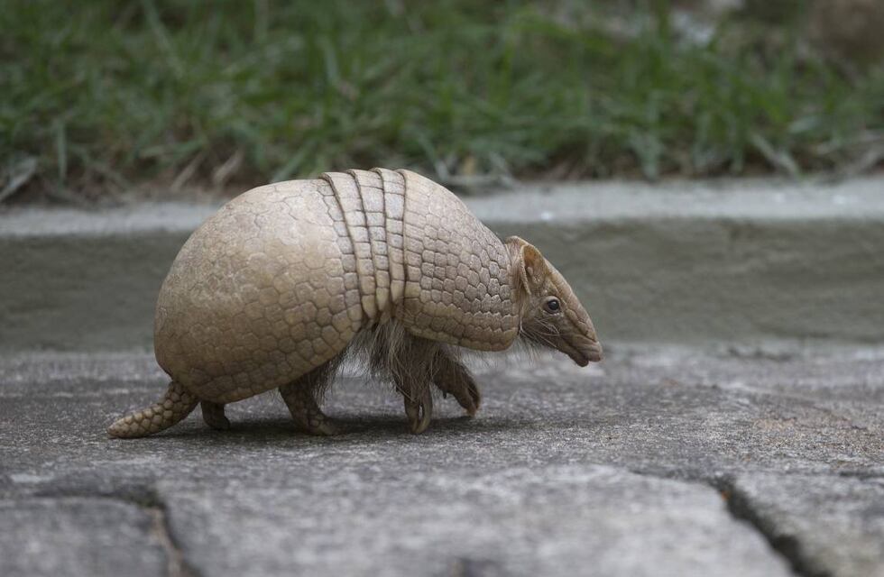 La Pampa: detectan un brote de Covid-19 en cuatro armadillos peludos