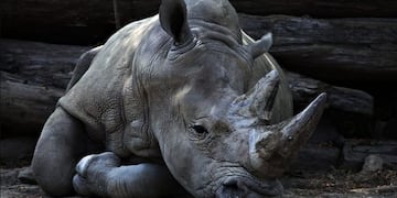 Indignante: escribieron sus nombres en el lomo de un rinoceronte (Foto: Imagen ilustrativa)