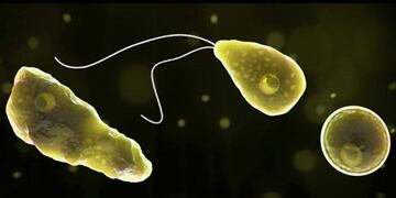 Naegleria fowleri