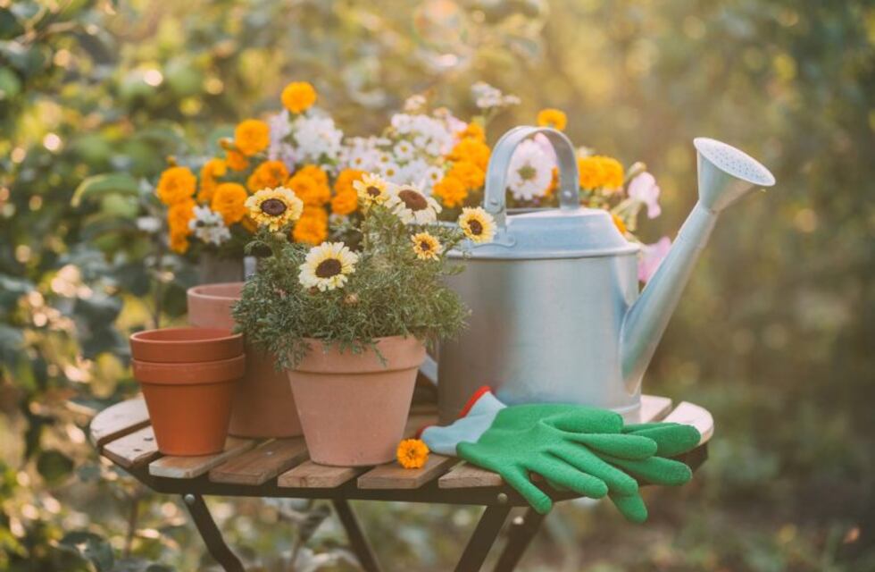 Me quiere, no me quiere...