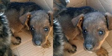 Ocho cachorritos buscan un nuevo hogar (Instagram Centro de Adopciones Salta)