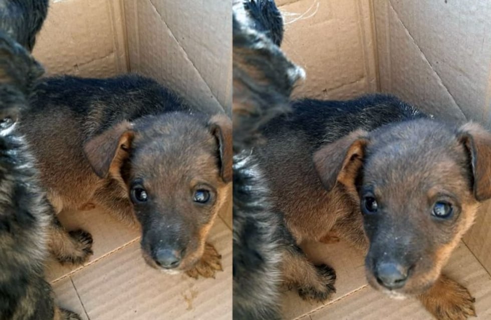 Ocho cachorritos buscan un nuevo hogar en Salta