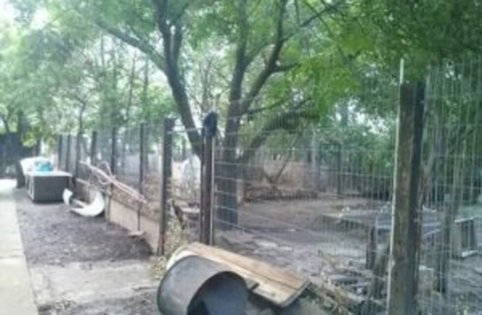 Rescataron a 78 perros de la inundación en Arroyo Seco y necesitan un hogar para ellos