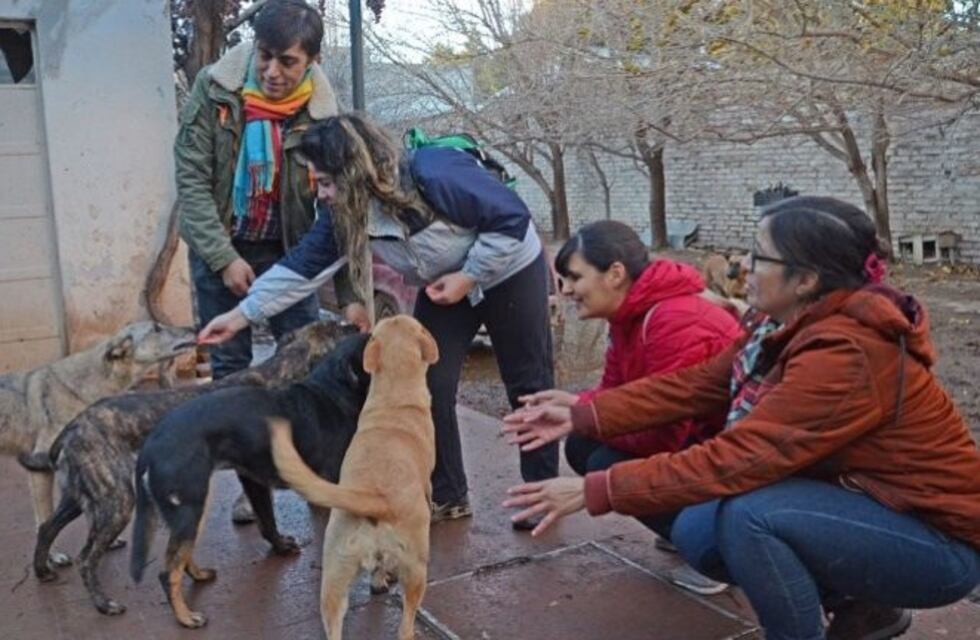 Alojó 45 perros de la calle, falleció y ahora son cuidados por sus vecinos