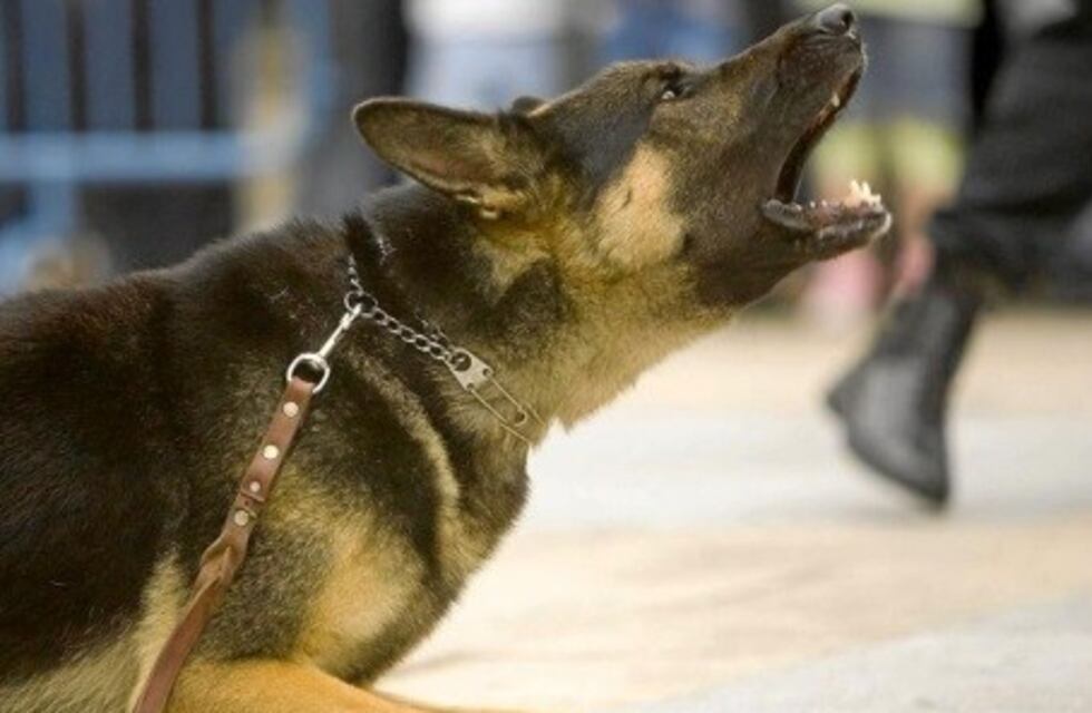 Una nena de tres años fue atacada por un Ovejero Alemán y está grave