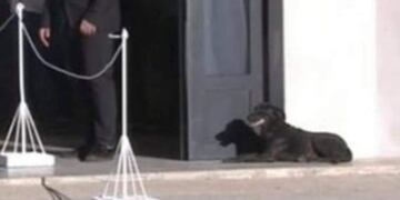 Un perro callejero generó confusión en el velatorio de Emiliano Sala\u002E (Twitter)