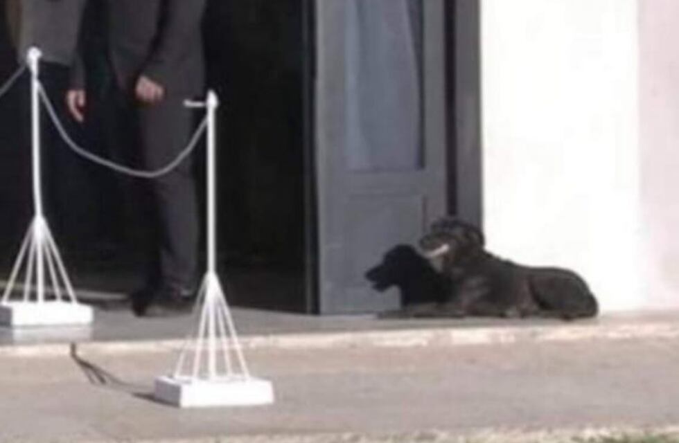 La verdad sobre la supuesta foto de la mascota de Emiliano Sala en el velatorio