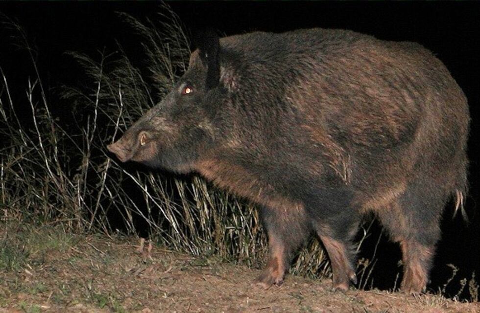 Alerta en Bariloche por jabalíes que atacan en el centro