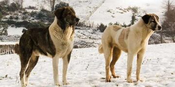 Perros asilvestrados - Tierra del Fuego\u002E