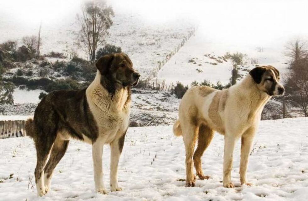 Por primera vez en la historia Ushuaia vacunará gratis a perros contra la rabia