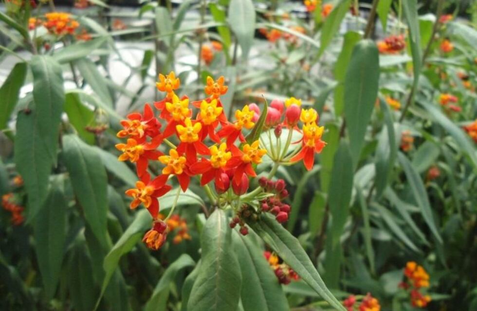 Cartas a Guillermo #867