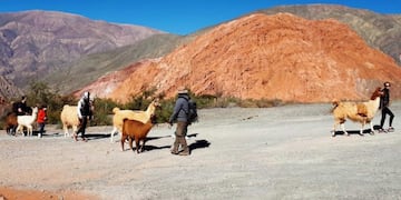 Caravana de llamas en Los Colorados, Purmamarca (Jujuy)