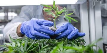 MTI102\u002E LOD (ISRAEL), 28/01/2019\u002E- Un trabajador revisa las plantas de cannabis en un invernadero de la compañía BOL Pharma en Lod, Israel, el 23 de enero de 2018\u002E El Gobierno de Israel aprobó este domingo la exportación de cannabis medicinal y de sus productos derivados, con lo que espera abrir nuevos mercados e incrementar la venta del cultivo local, la inversión económica y la investigación\u002E EFE/ Bea Kallos PROHIBIDO SU USO EN HUNGRÍA\u002E eeuu nueva york Nueva York avanza hacia la legalizacion de la marihuana
