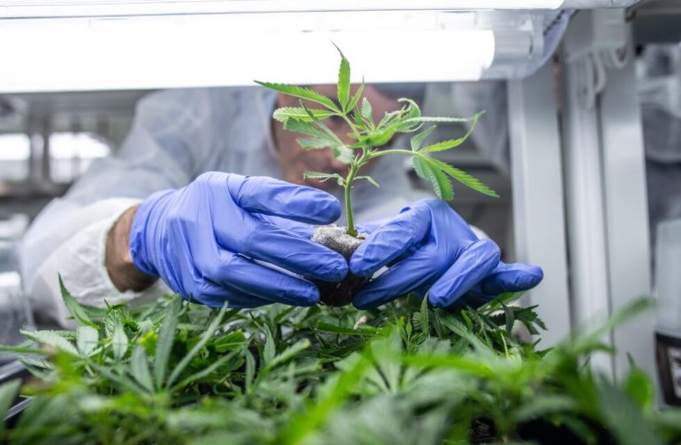 Podría ir preso por cultivar cannabis medicinal