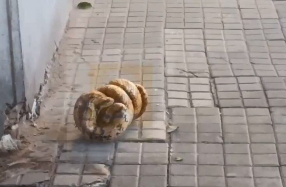 Apareció una gran serpiente en pleno centro rosarino