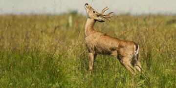 venado de Las Pampas