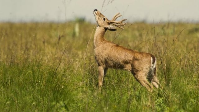 venado de Las Pampas