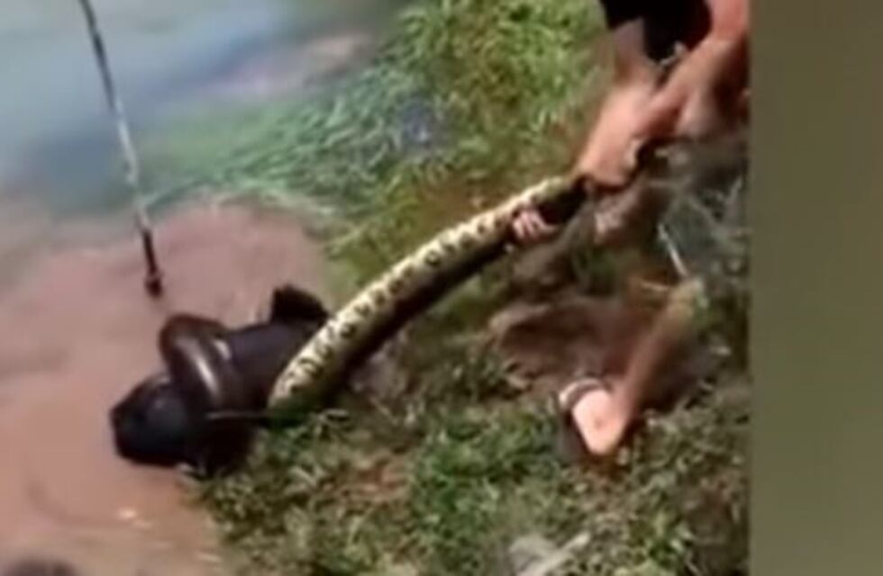 Video: tres hombres rescataron a un perro que casi es devorado por una anaconda